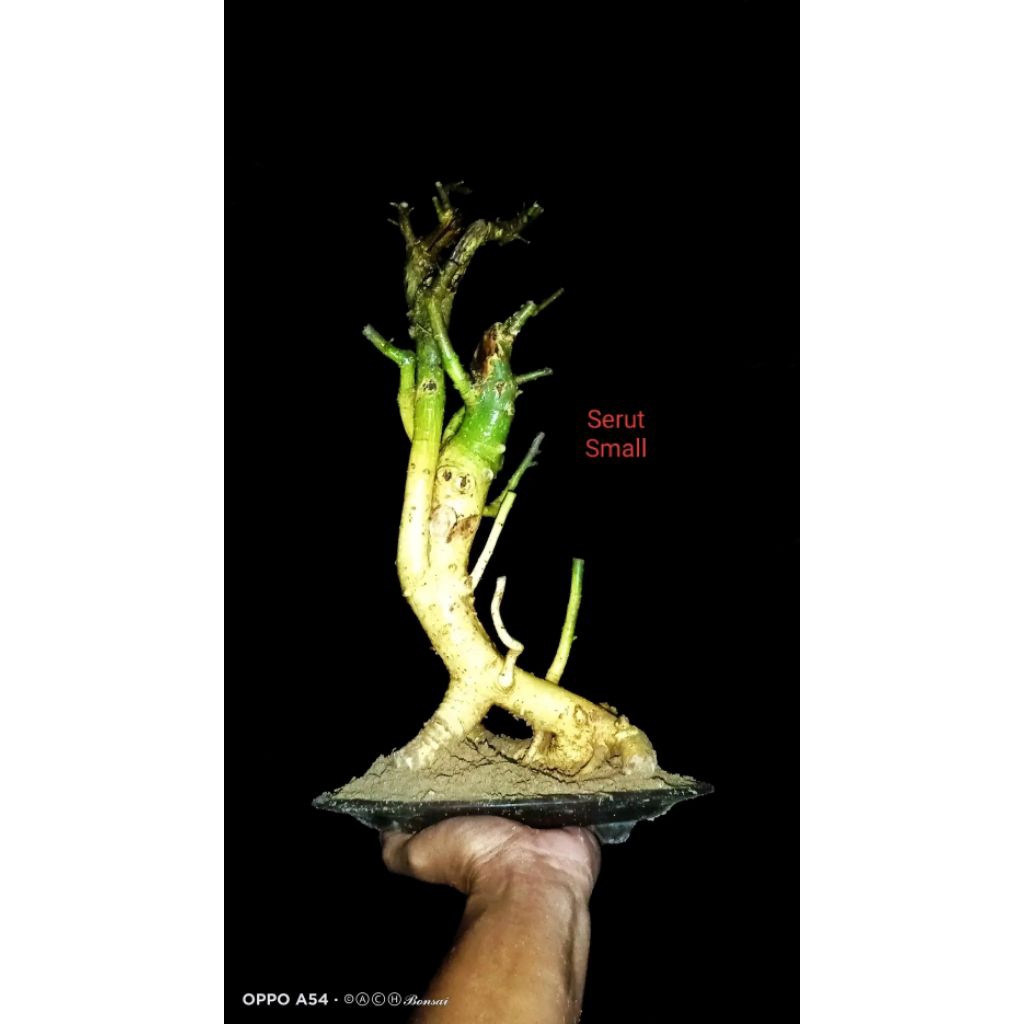 bahan bonsai serut mame fress