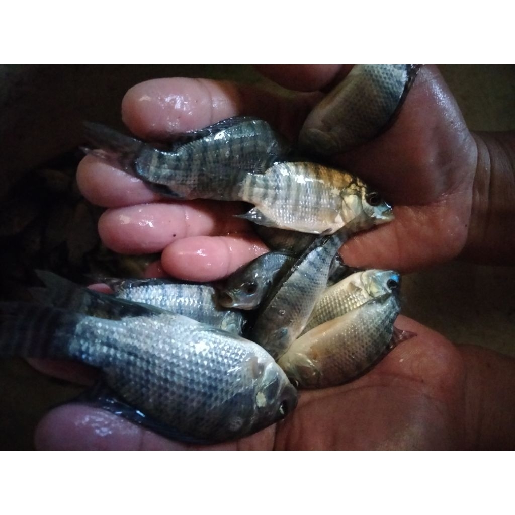 Bibit Ikan Nila Hitam Nirwana per kg