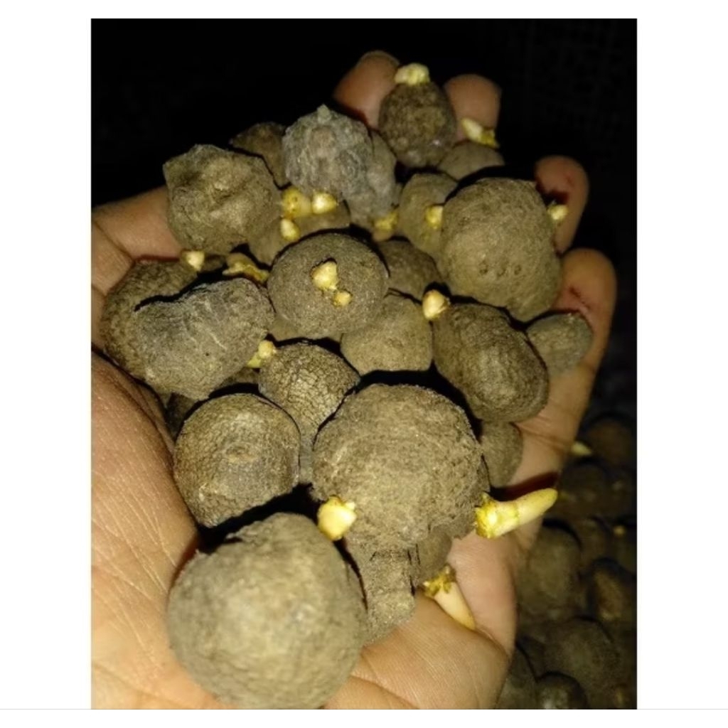 Bibit Katak Porang Super (Perbiji) Siap Tanam | Bibit Porang Asli Dorman