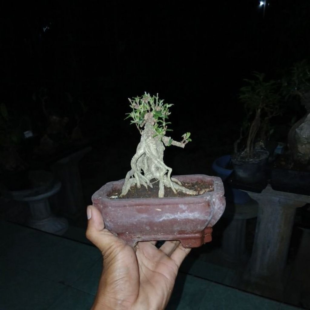 bonsai sakura micro