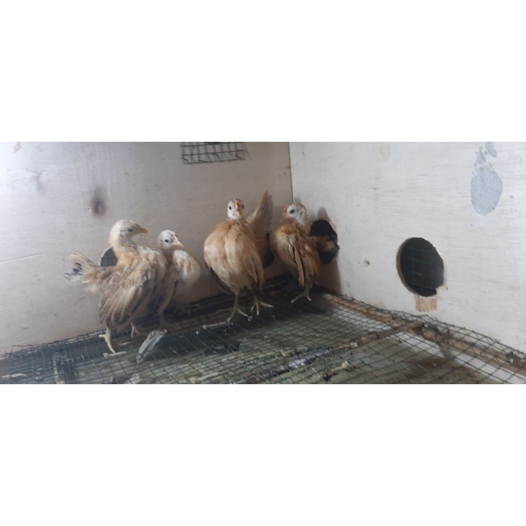 Ayam Serama