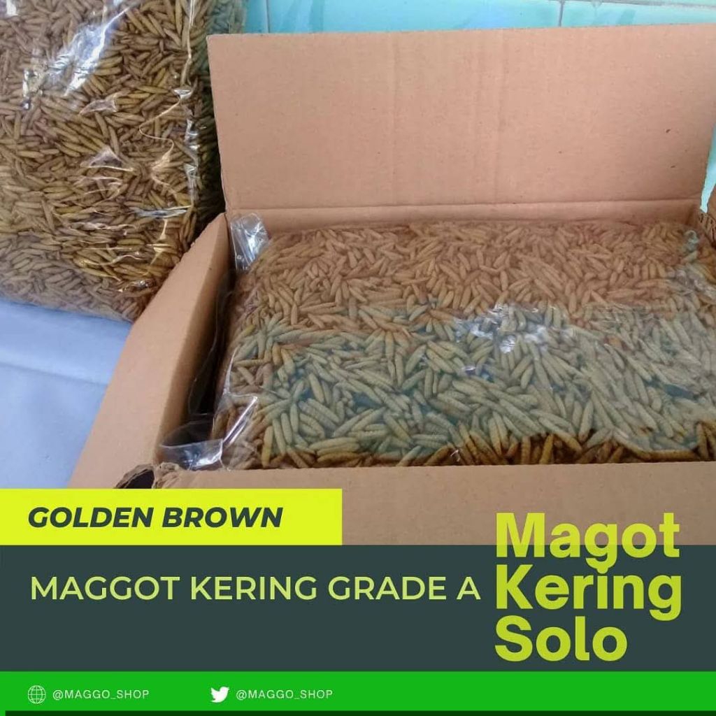 Maggot BSF Kering 1kg