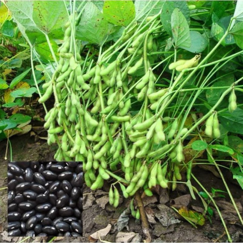 KEDELAI HITAM LOKAL 1 KG KEDELAI MALIKA