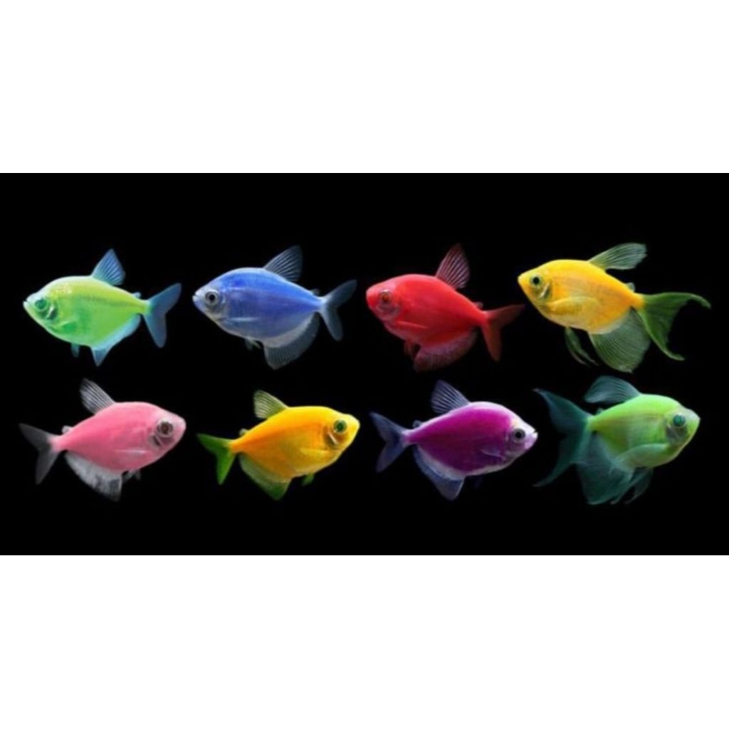Ikan Hias Tetra Glowfish Warna-Warni 10 Ekor