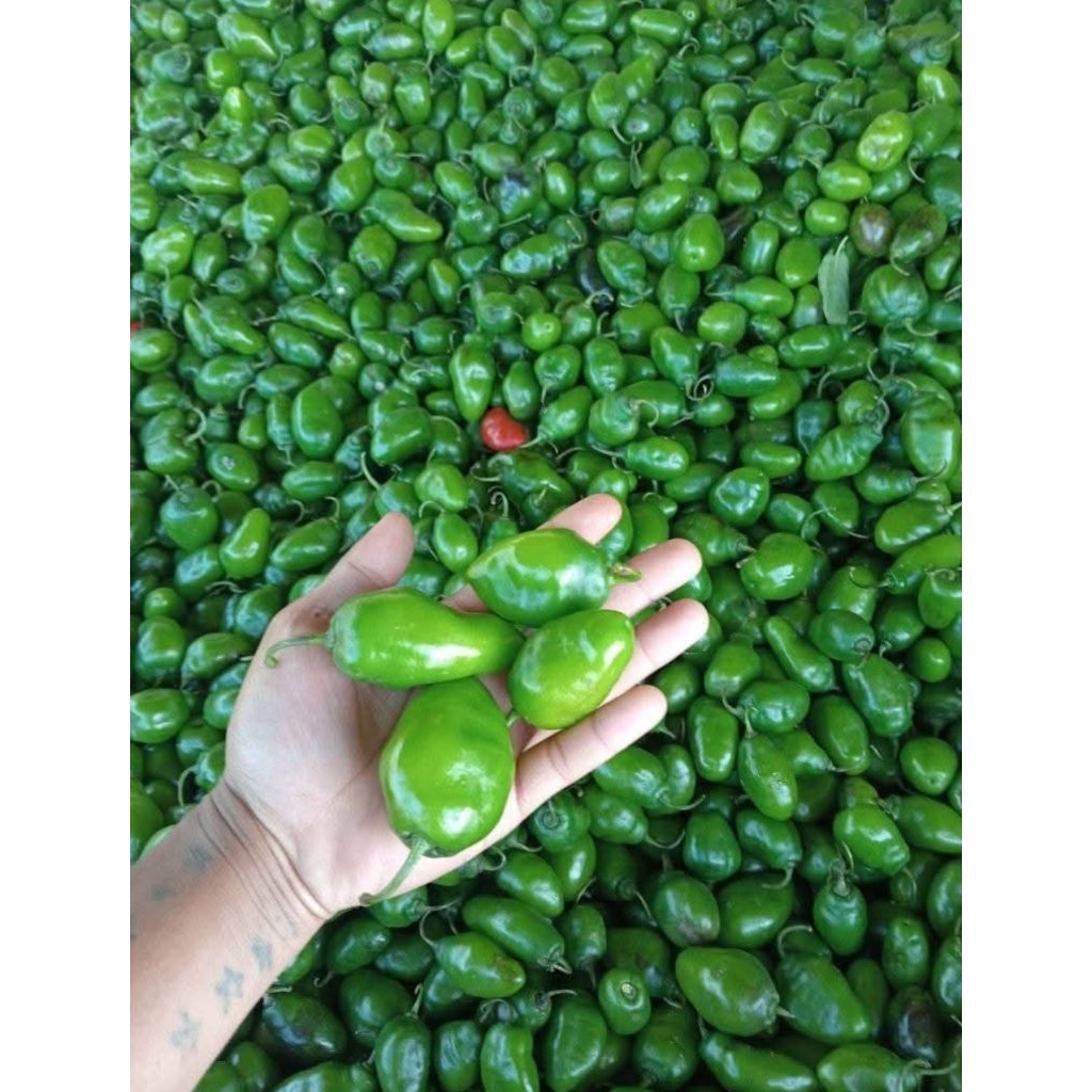 1 kg CABAI GENDOT SUPER ASLI KAB.BANDUNG CABAI GENDOT SUPER PEDAS