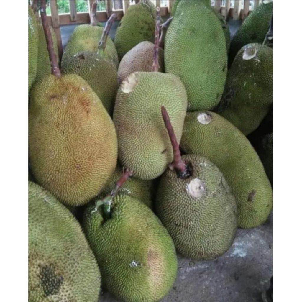 BUAH NANGKA SUPER BESAR 1PCS UTUH ASLI INDRAMAYU