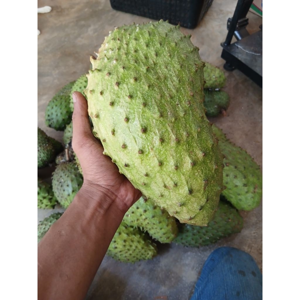 Buah Sirsak 1kg Tua Siap Matang