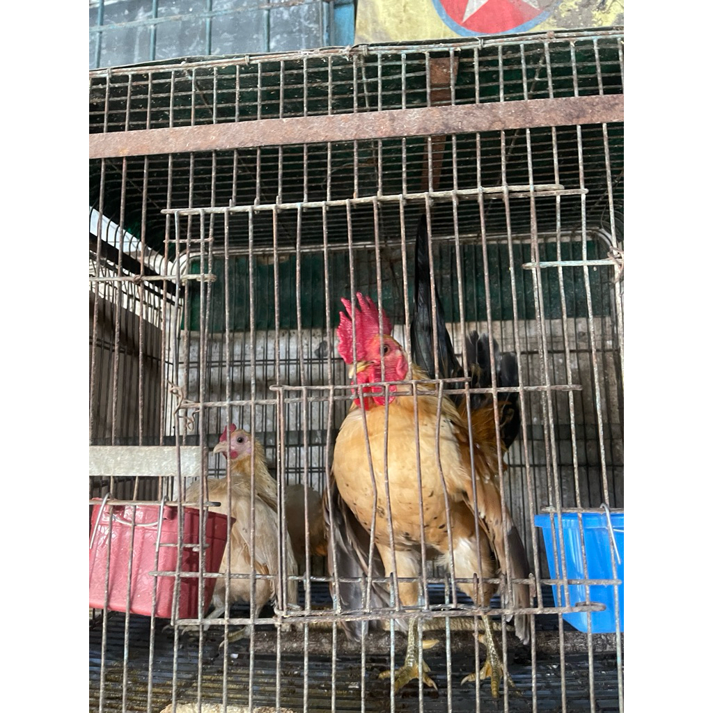 AYAM SERAMA /AYAM MALAYSIA
