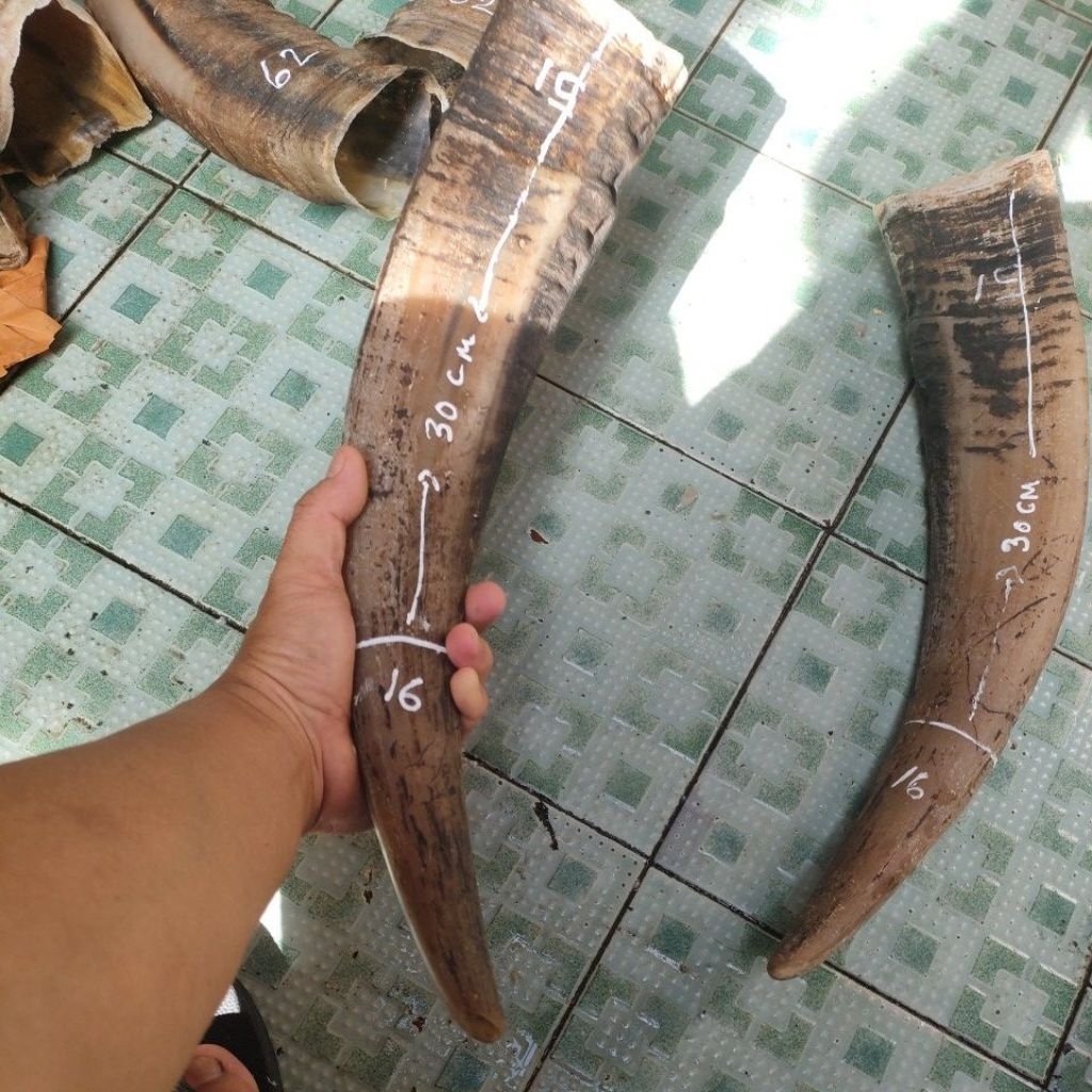 tanduk kerbau bule padat 16-19 + kopongan  sarung 30-34 cm