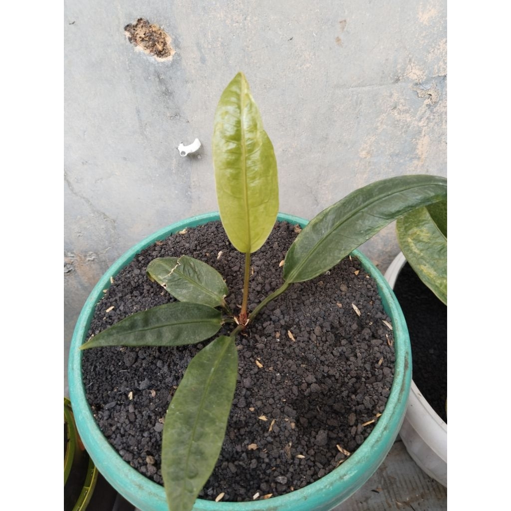 anthurium anggle wing / black mamba varigata koleksian rare item