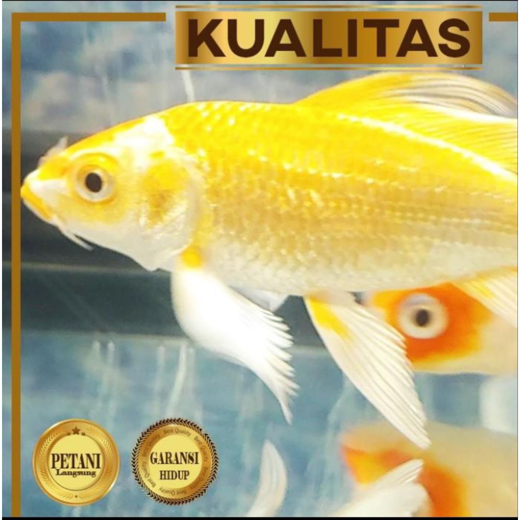Koi Golden Slayer (M) Ikan Hias Kolam