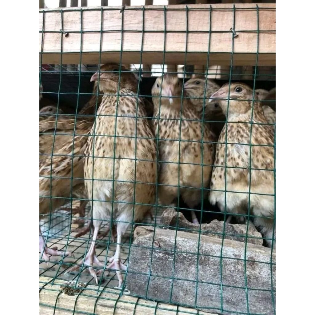 Puyuh petelur betina