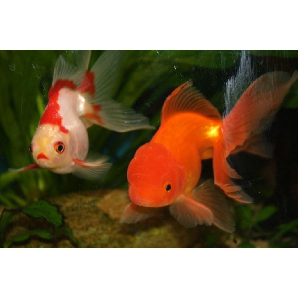ikan hias air tawar IKAN MAS KOKI ORANDA ISI 4 EKOR