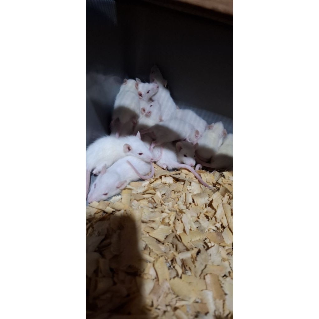 Tikus Putih Rat Size: sapih/18-25gram