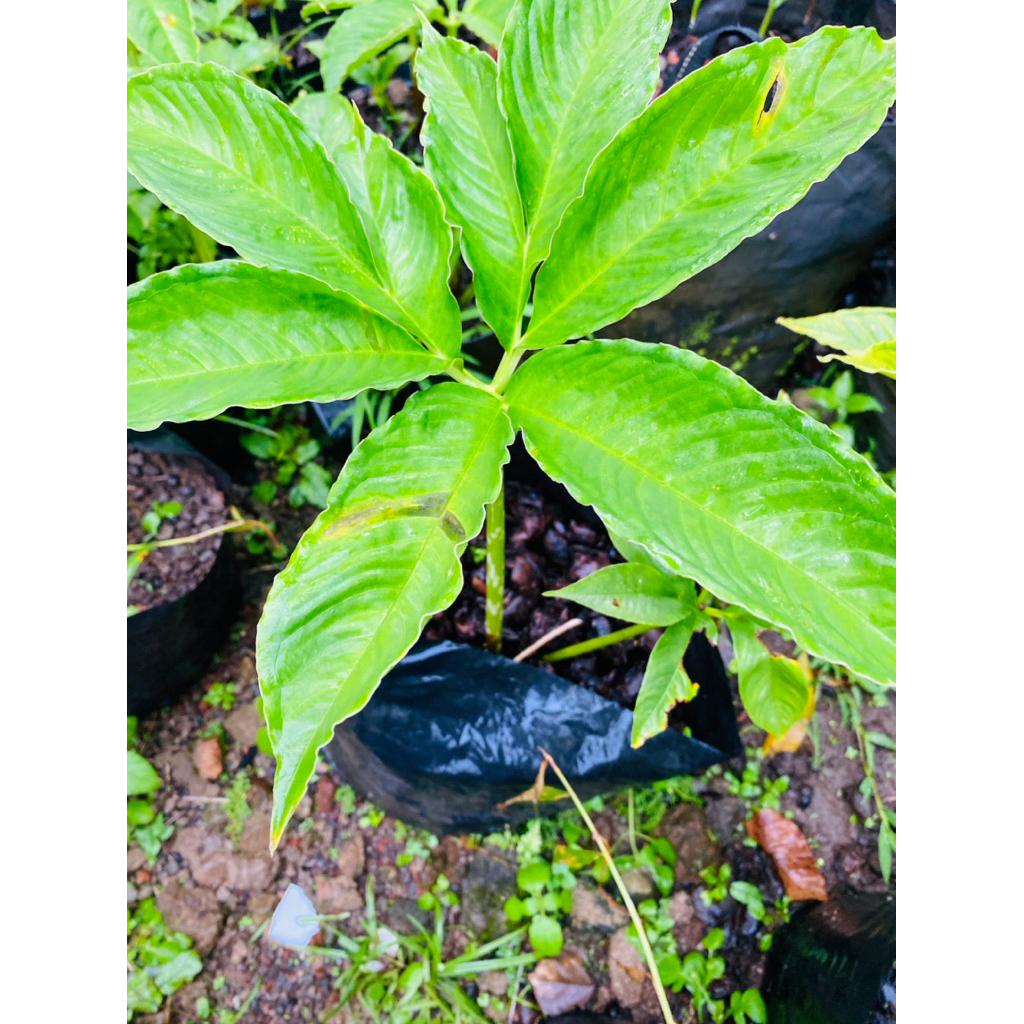 bibit tanaman porang polybag