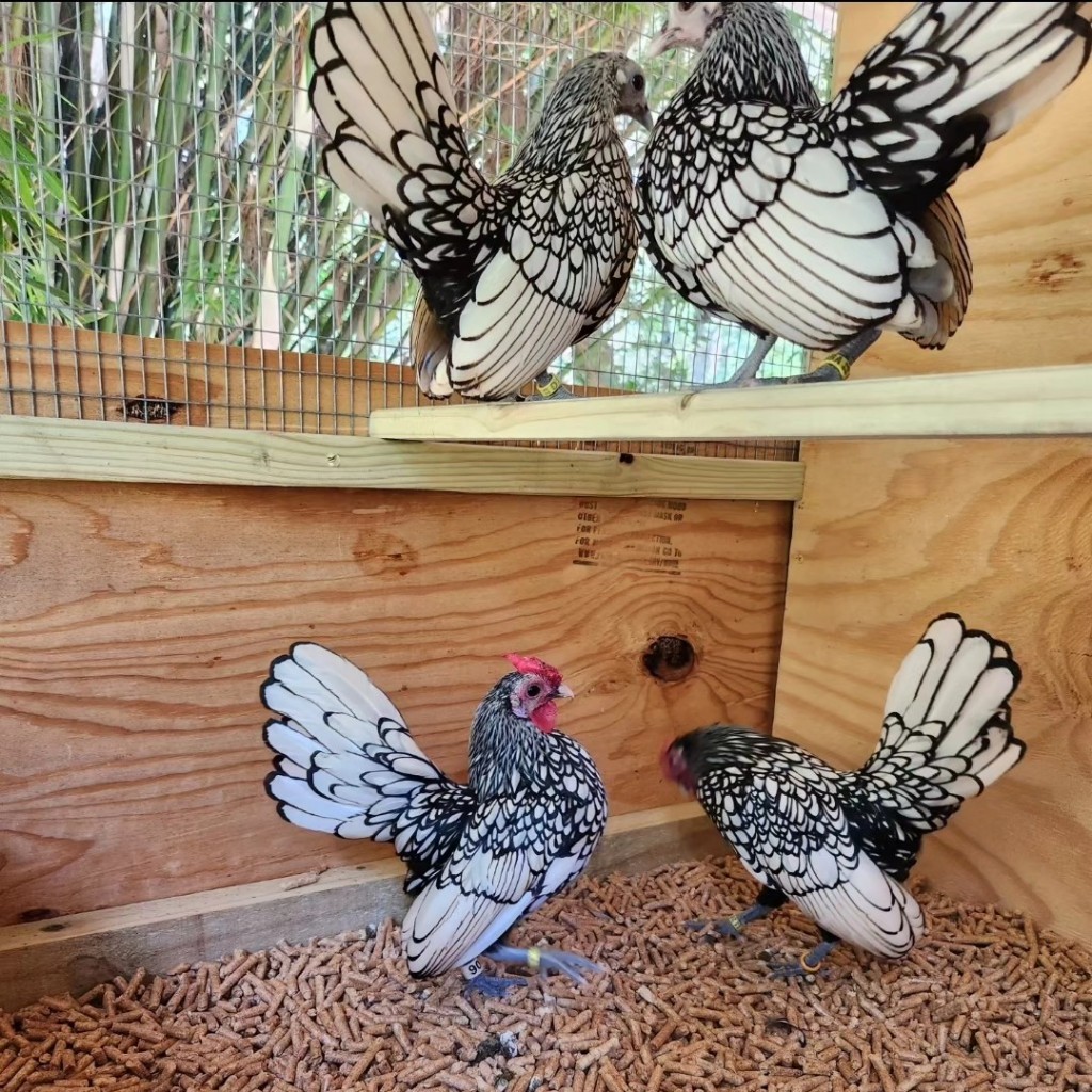 Ayam BATIK ITALY SILVER BRIGHT BANTAM