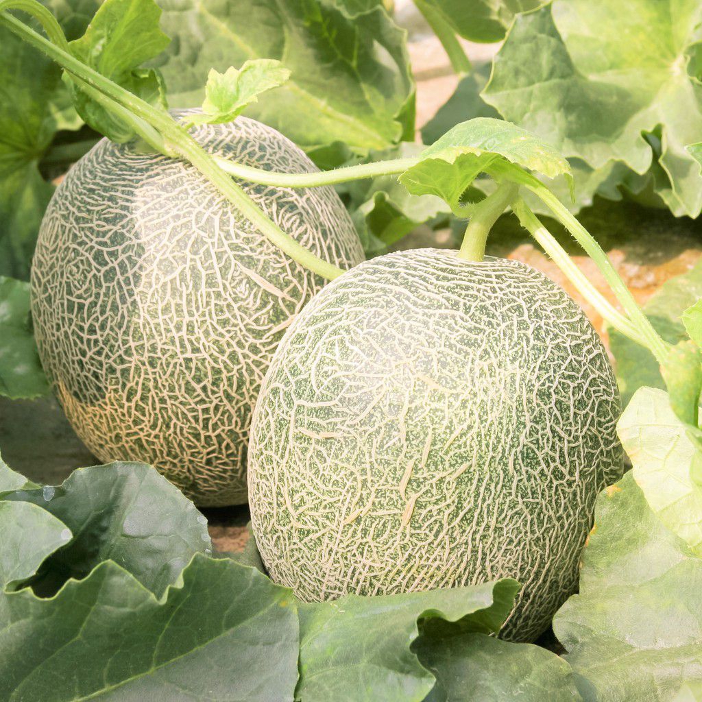 BIJI BENIH MELON JEPANG SAKATA 7 BUTIR