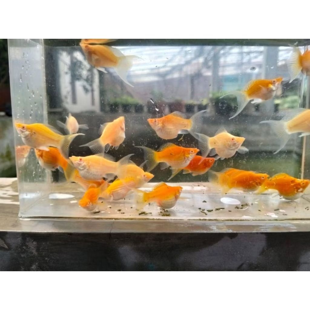HIASAN AQUARIUM MOLLY ALBINO YAMABUKI