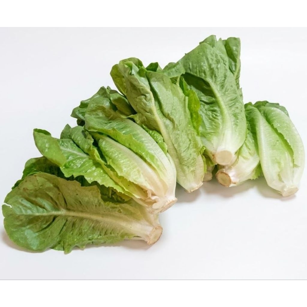 Lettuce romaine