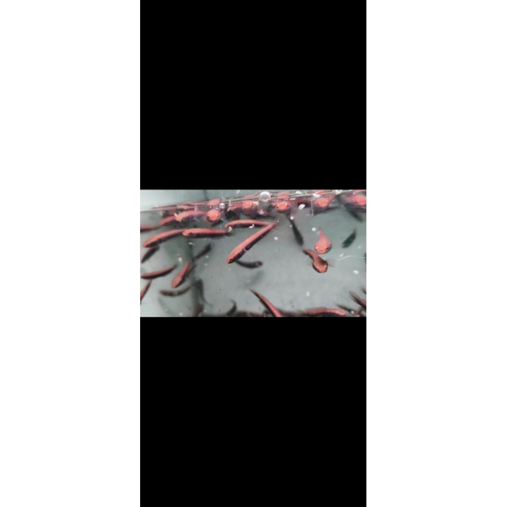 Stiker Red Maru 6cm Simet