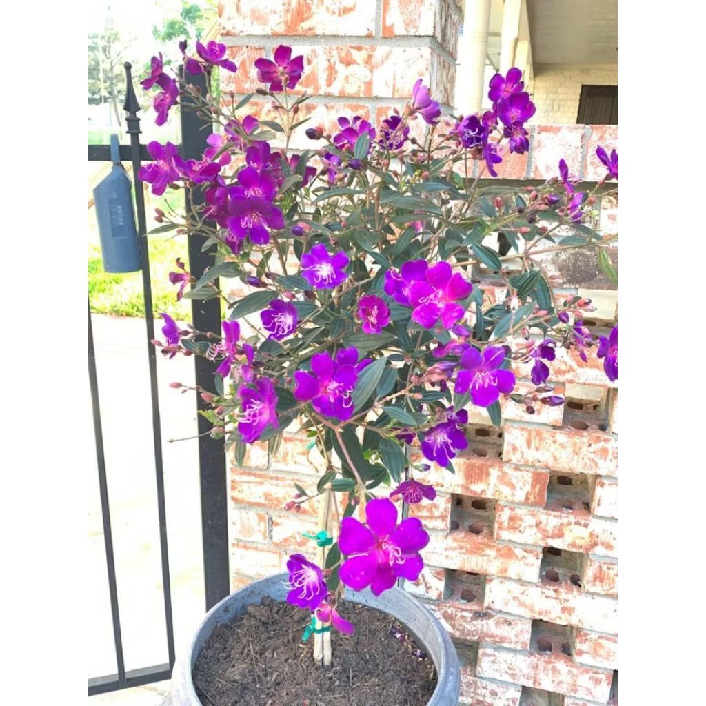 Tanaman Hias Bunga Tibouchina Senggani Ungu/ Tanaman Hias Kembang Senggani