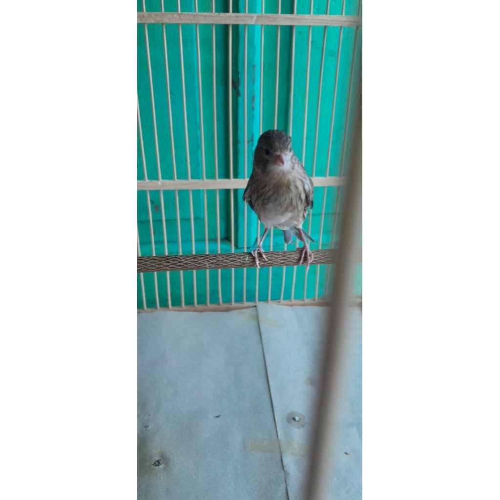 paud kenari lokal