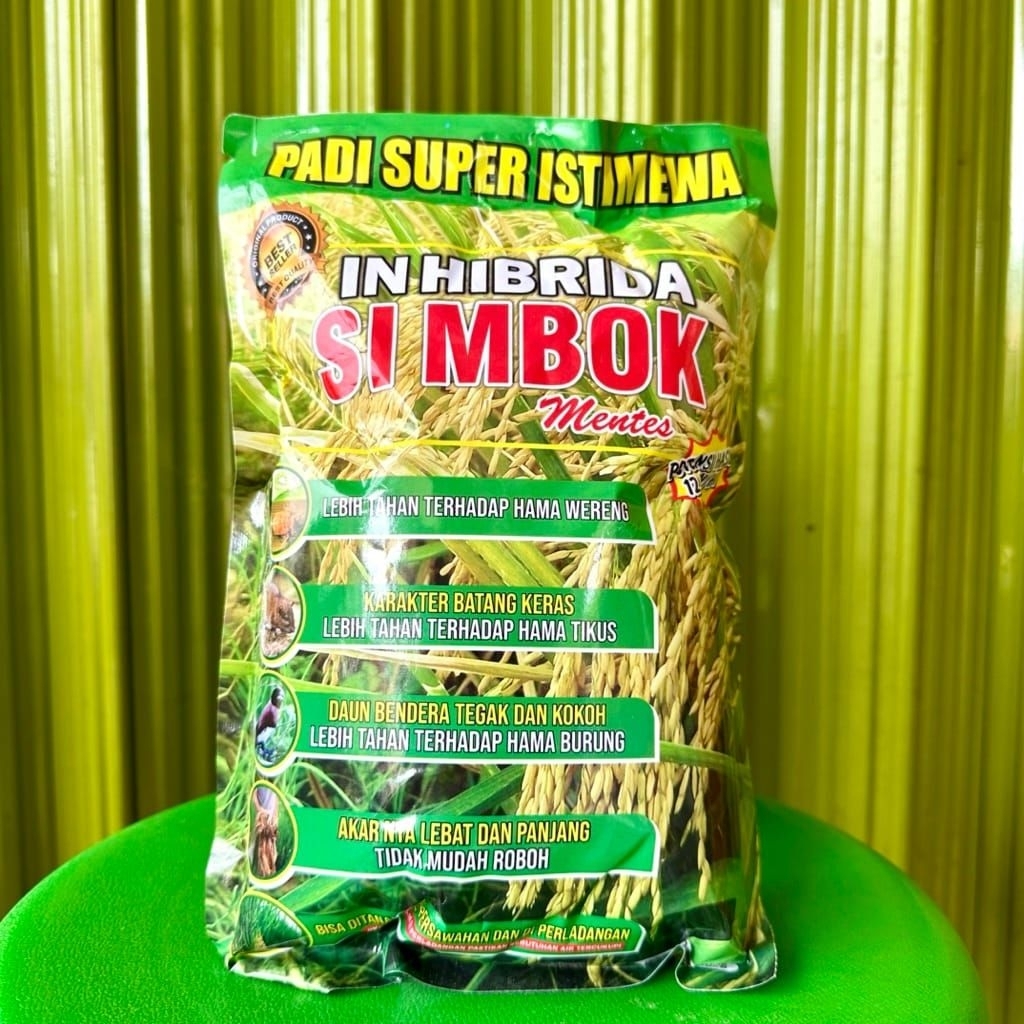 (5kg simbok genjah)PADI SIMBOK UMUR PENDEK 85-90 HST