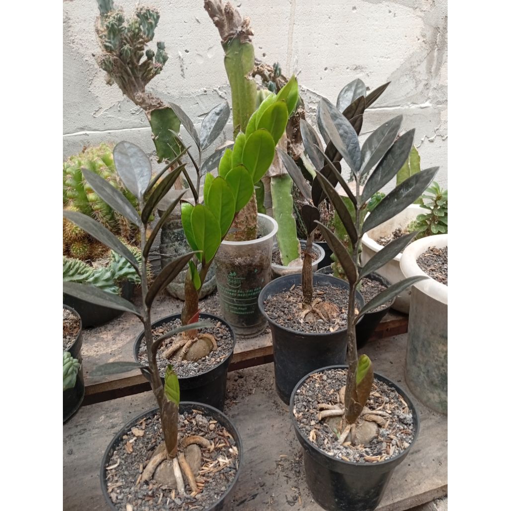 zamia black raven