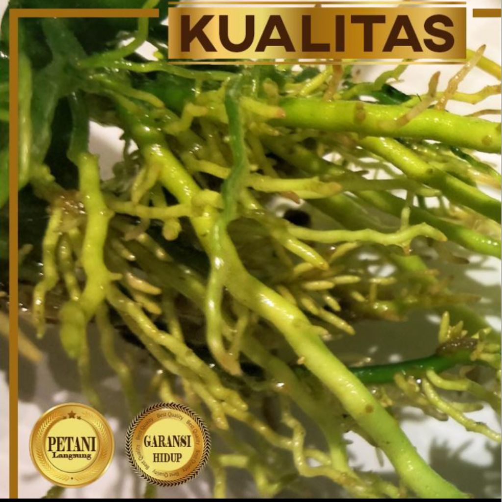 Anubias Barteri Broadleaf Tanaman Air Aquascape Hiasan Aquarium Ikan