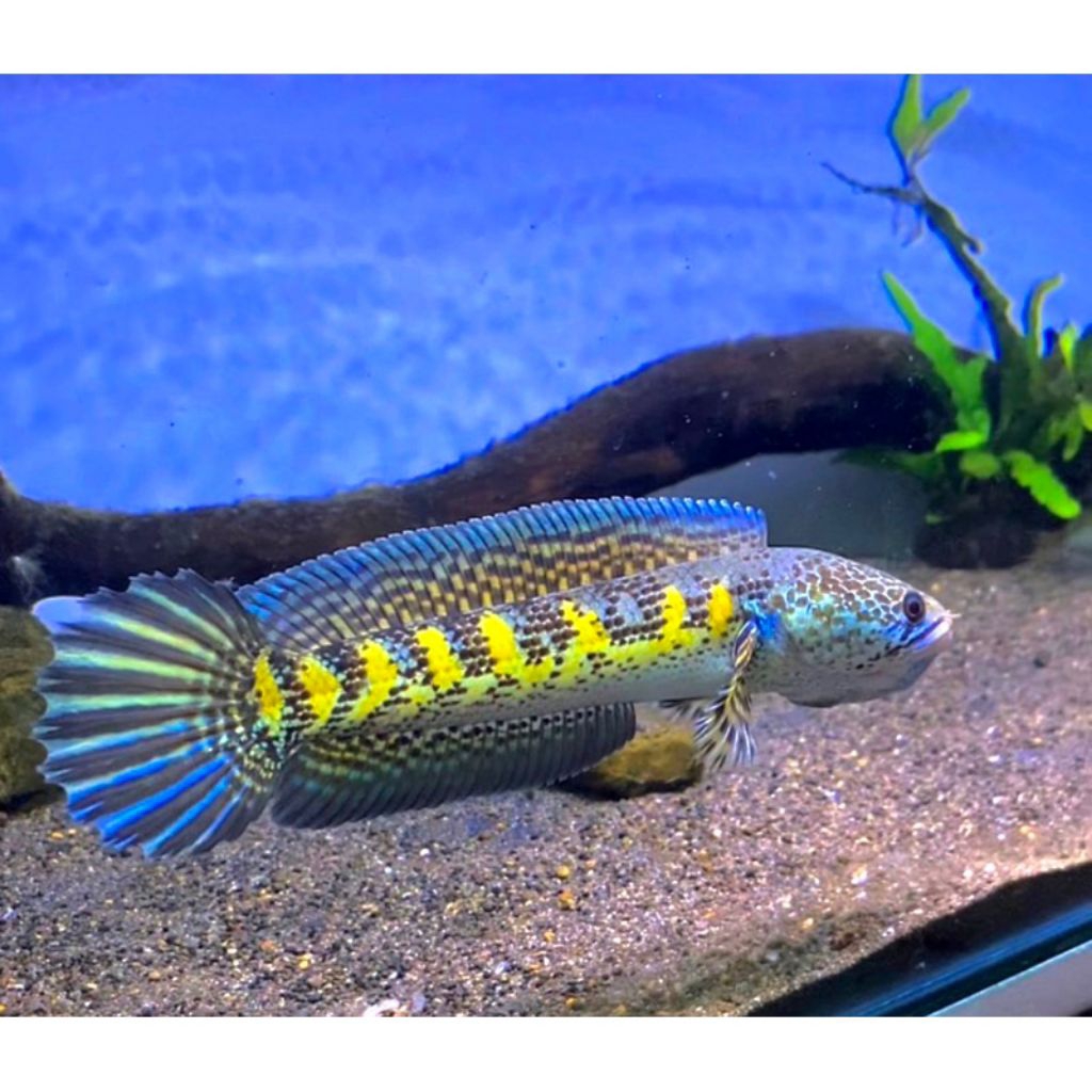 Channa Auranti Gondrong Ukuran 3-6cm Original