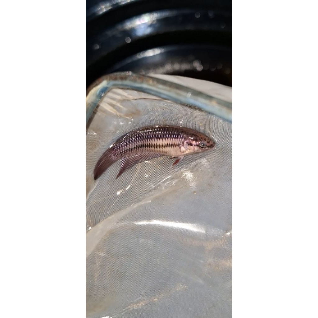 Female Wild Betta Imbellis Hybrid Copper Red Round Tail Size M
