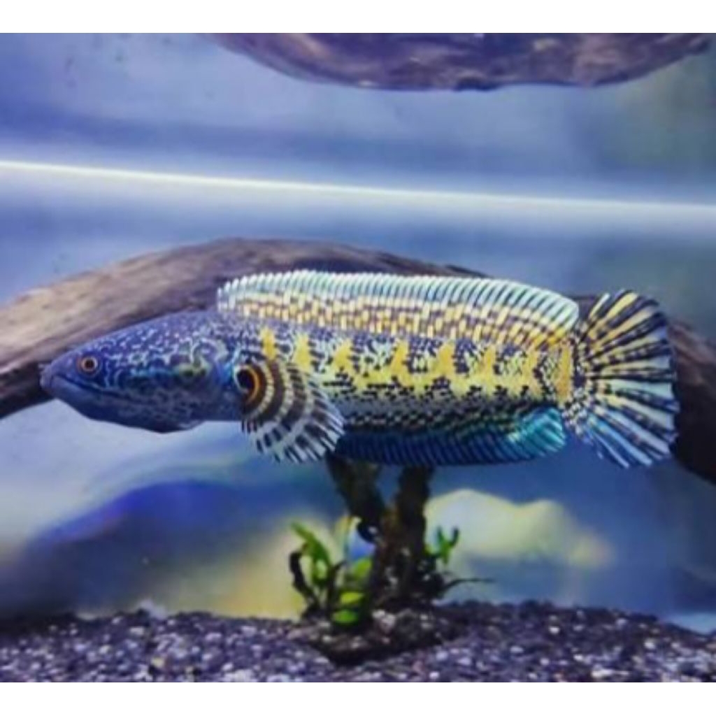 channa auranti 3-5 cm (paket isi 4biji) TOP GRADE