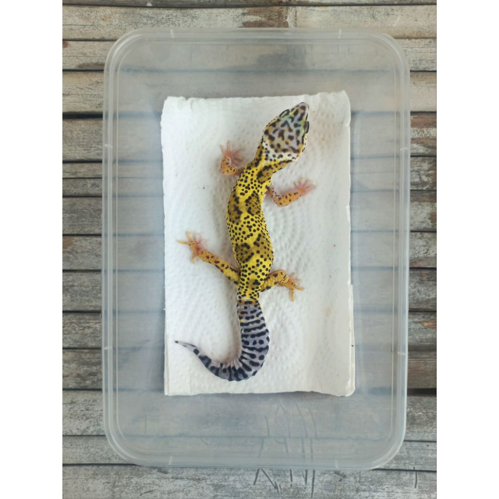 MAINAN GECKO LF MS ADULT SESUAI FOTO