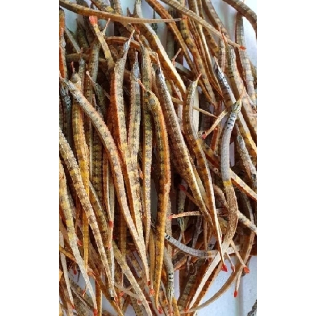 naga laut