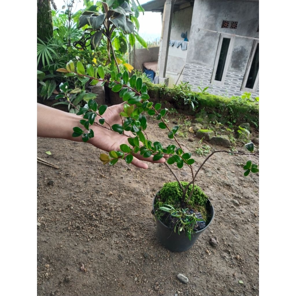 Bibit Pohon Santigi/Bibit Manis Rejo