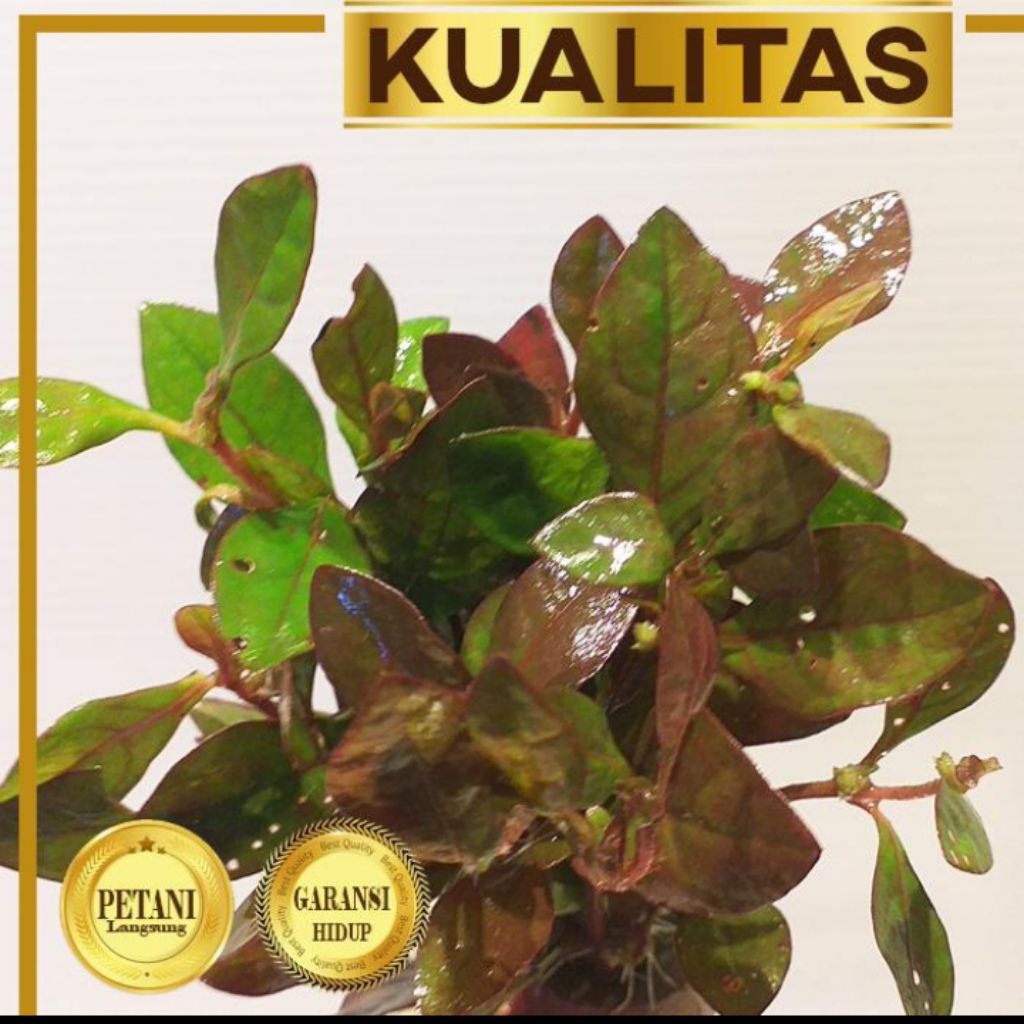 Ludwigia Red Malang Tanaman Air Aquascape