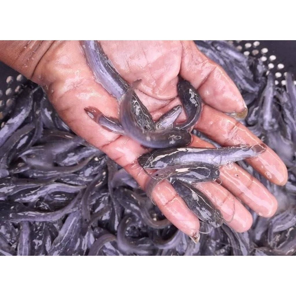 Bibit ikan lele ukur 6-7 cm 100 ekor