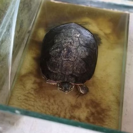 Kura Brazil indukan jantan 15cm