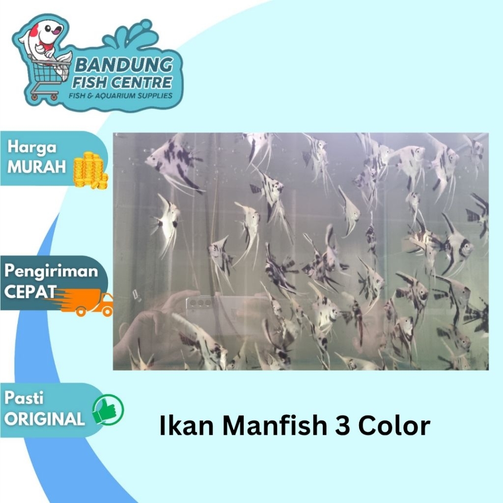 Ikan Hias Air Tawar Manfish 3 Color