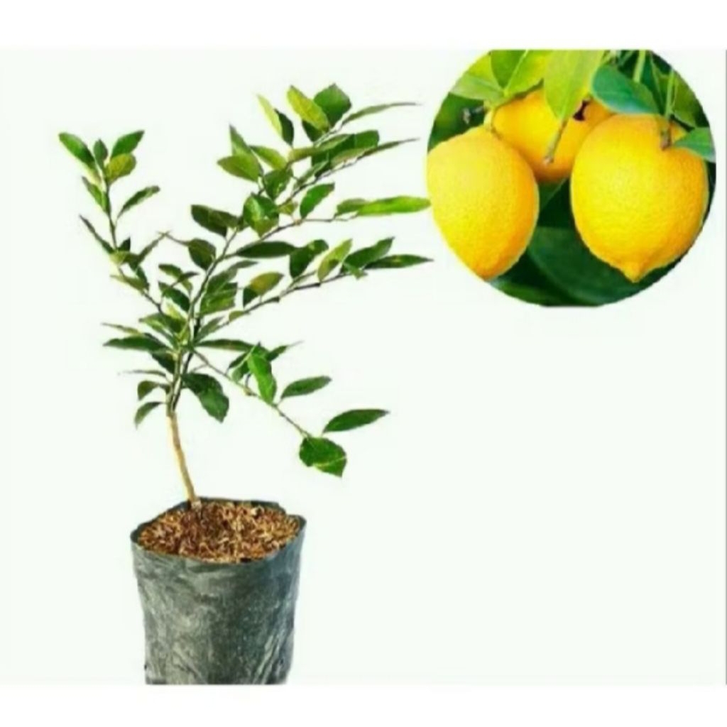 Bibit Lemon Tanaman Lemon Bibit Unggul Cepat Berbuah