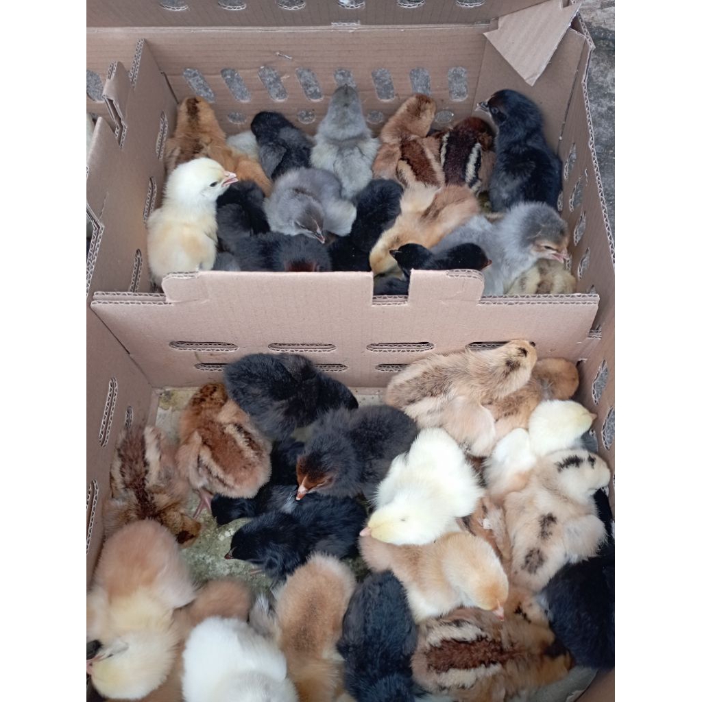 Ayam kampung super