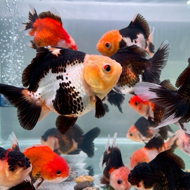 Koki Panda / Koki Panda TriColor / Gemoy / Ikan Hias only sameday instant harga perekor