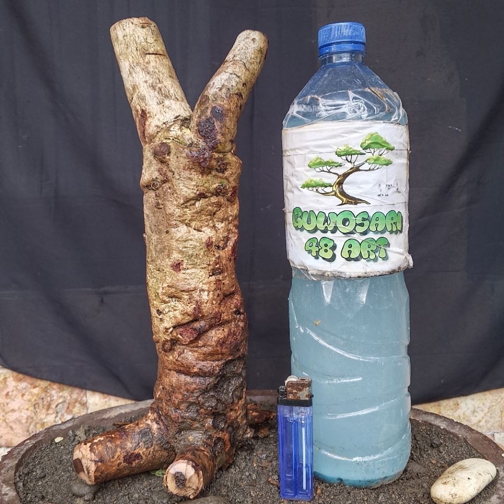 Bahan Bonsai Juwet atau Jamblang atau Anggur Jawa Dongkelan Formal Small Size Real Pict