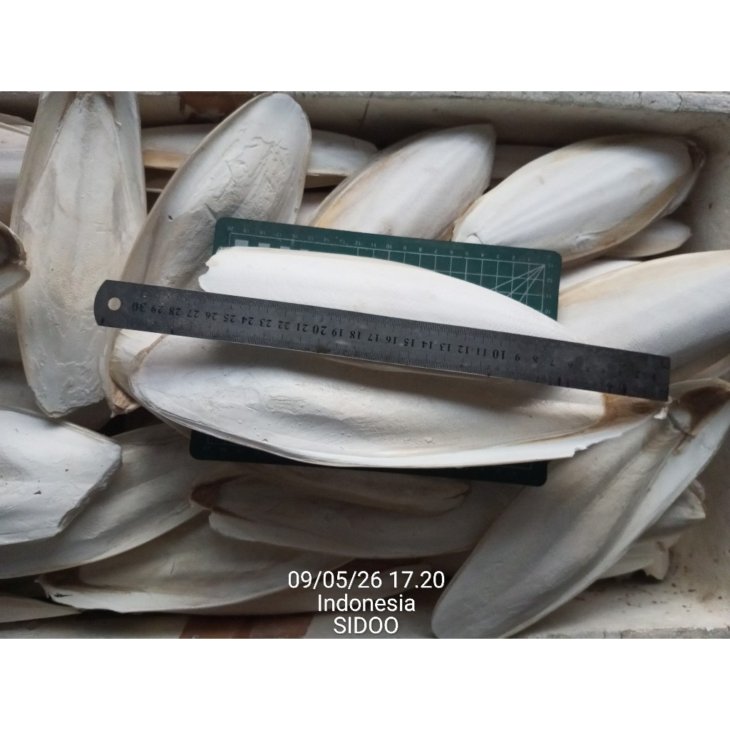 Tulang Sotong Jumbo