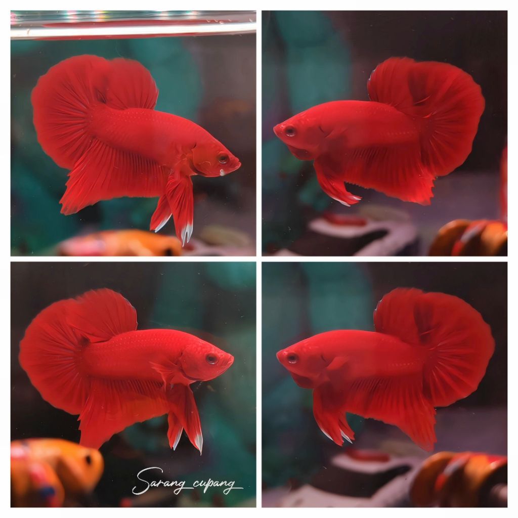 hmpk super red grade + packing