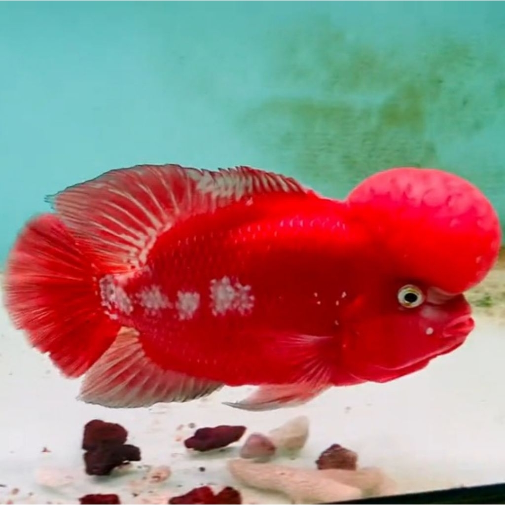 Burayak Louhan Kamfa Klasik Thailand, Warna Merah Menawan, Asli Thailand, Kualitas Unggulan