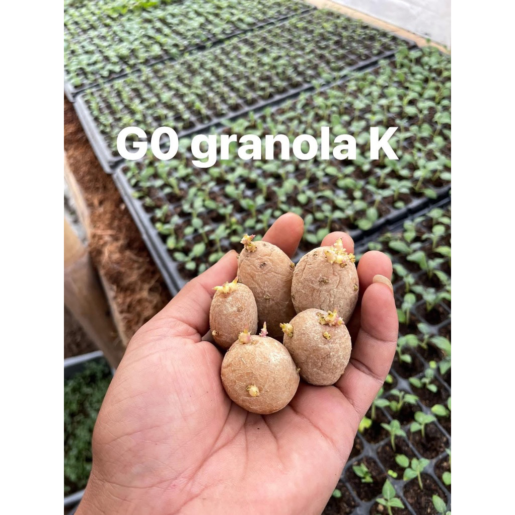 BIBIT G0 GRANOLA K 1000 KNOL