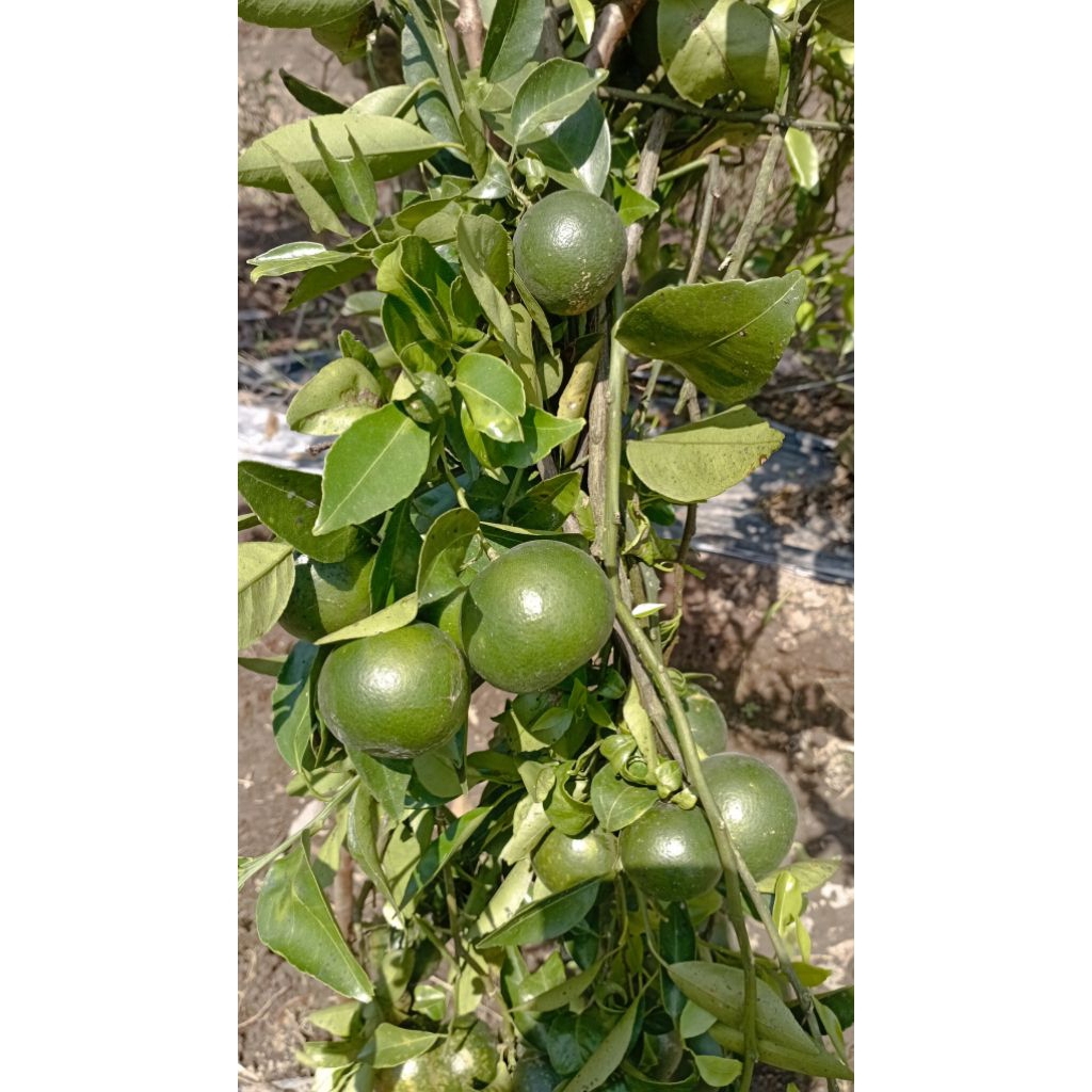 Jeruk Peras Semboro 1kg