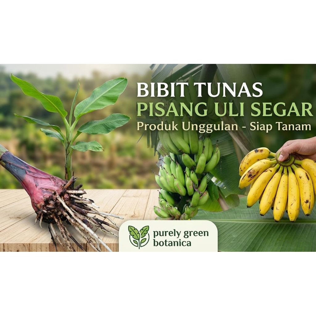 Bibit Tunas Pisang Uli