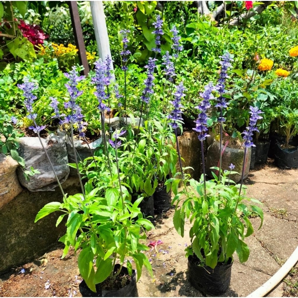 tanaman lavender import